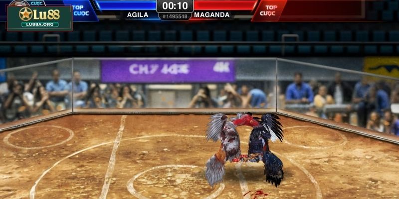 Bí quyết giúp bạn thắng lớn khi chơi đá gà 3D